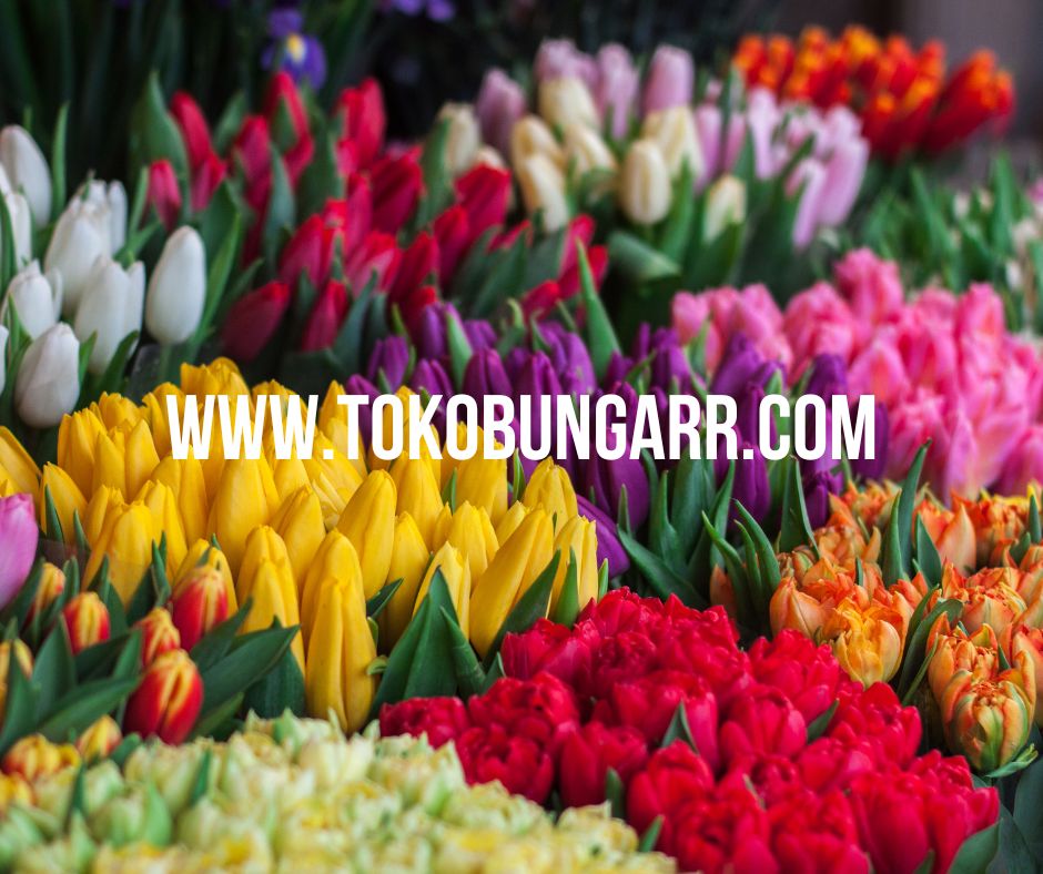 Bunga Tulip